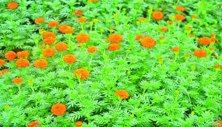 বগুড়ার ফুল চাষে ভাগ্য বদল জনির
